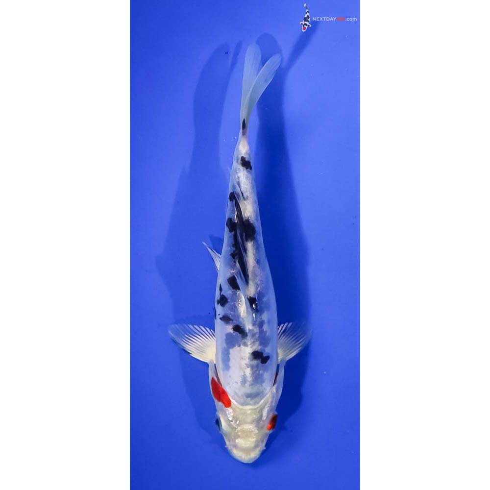 6” Imported Heisei Nishiki