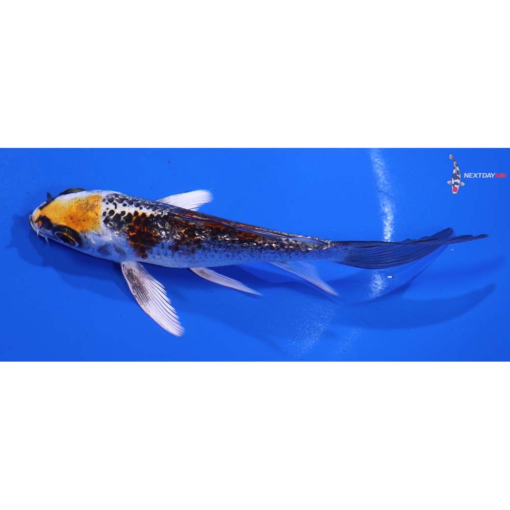 4.5” Imported Gin Rin Kujaku Butterfly Koi