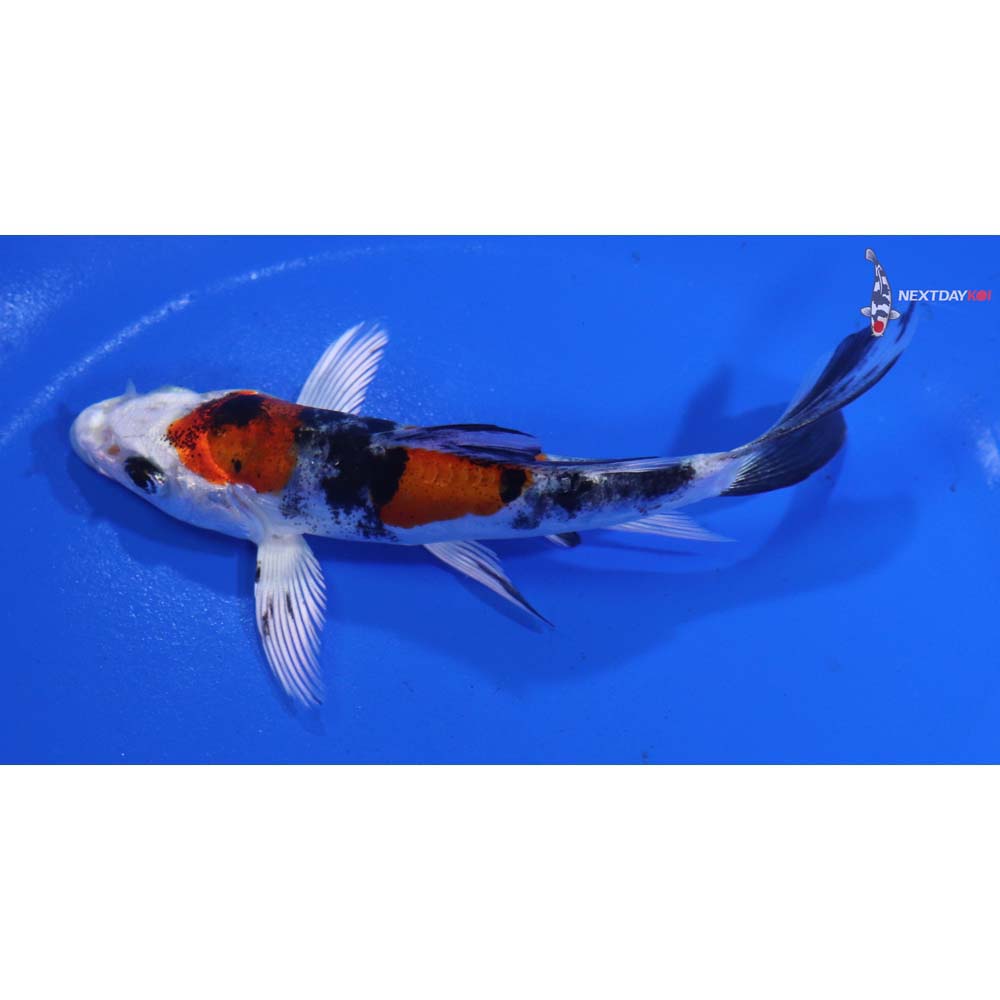 4.5” Imported Yamato Nishiki Butterfly Koi