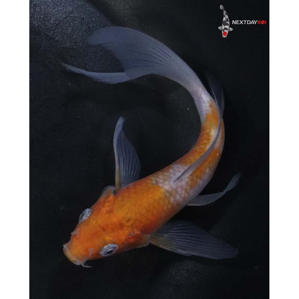 4.5” Imported Ochiba Shigure Butterfly Koi