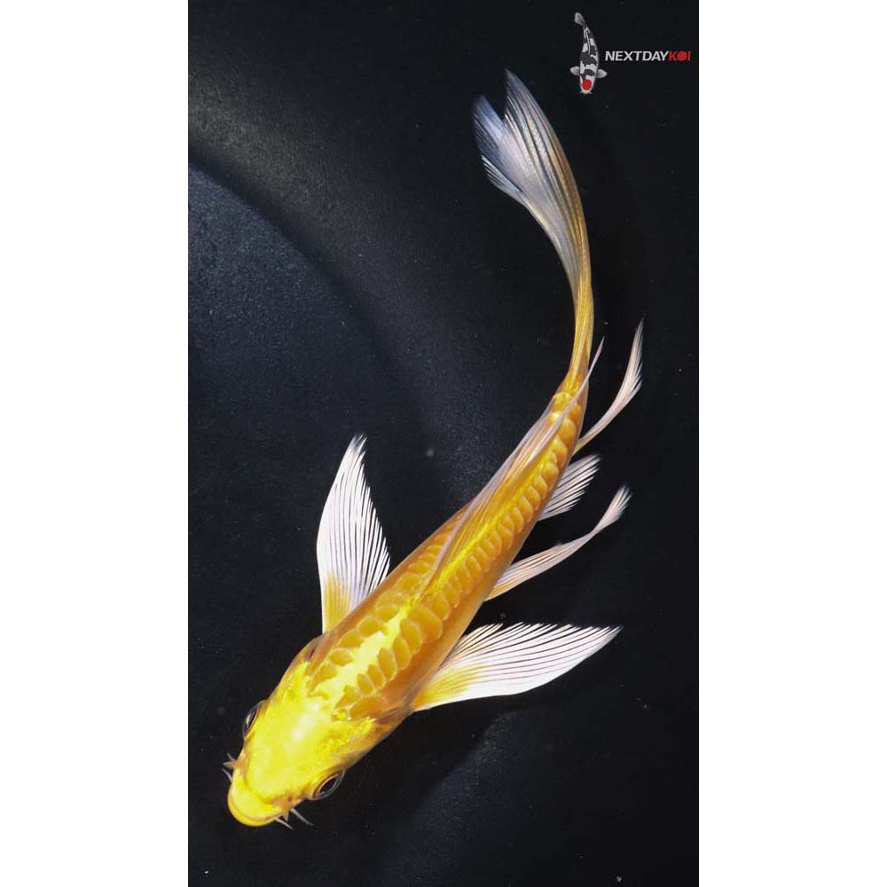 4.5” Imported Doitsu Yamabuki Ogon Butterfly Koi