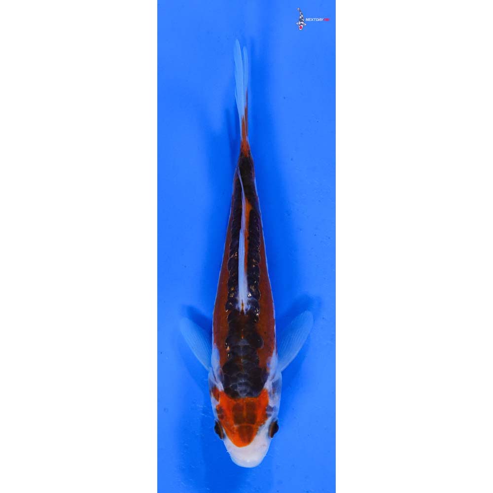 5” Imported Shusui