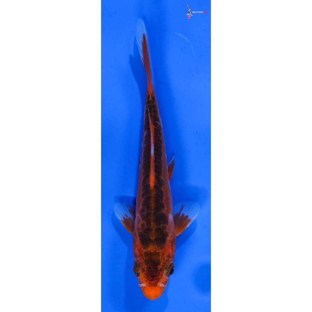 5” Imported Hana Shusui