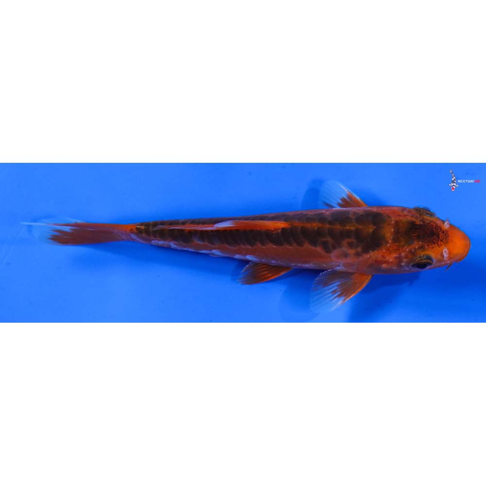 5” Imported Hana Shusui