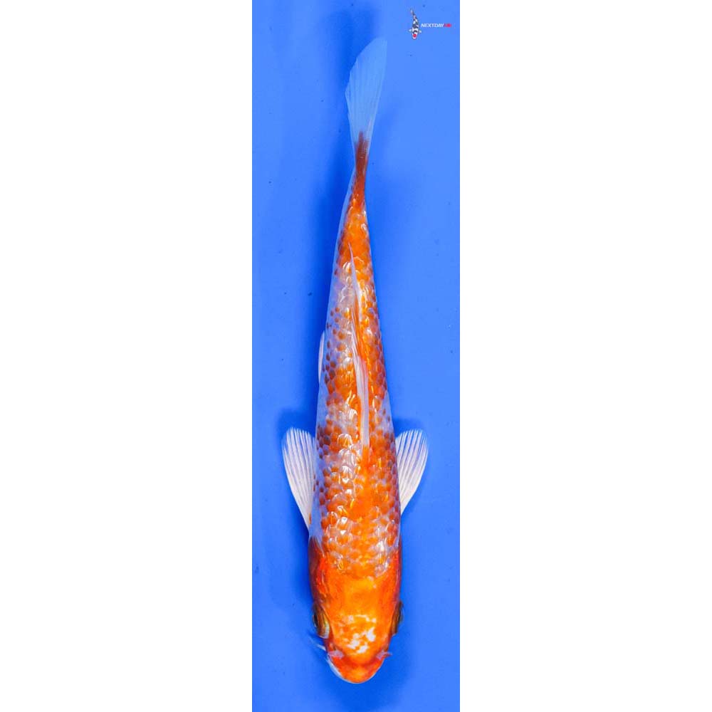 5.5” Imported Gin Rin Hariwake