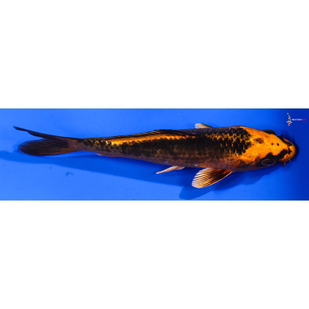 6” Imported Orenji Matsuba