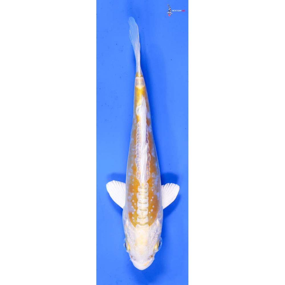 6” Imported Doitsu Lemon Hariwake