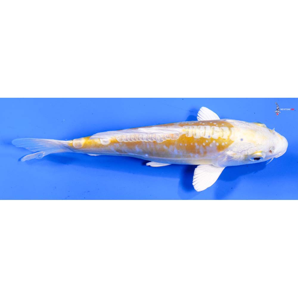 6” Imported Doitsu Lemon Hariwake