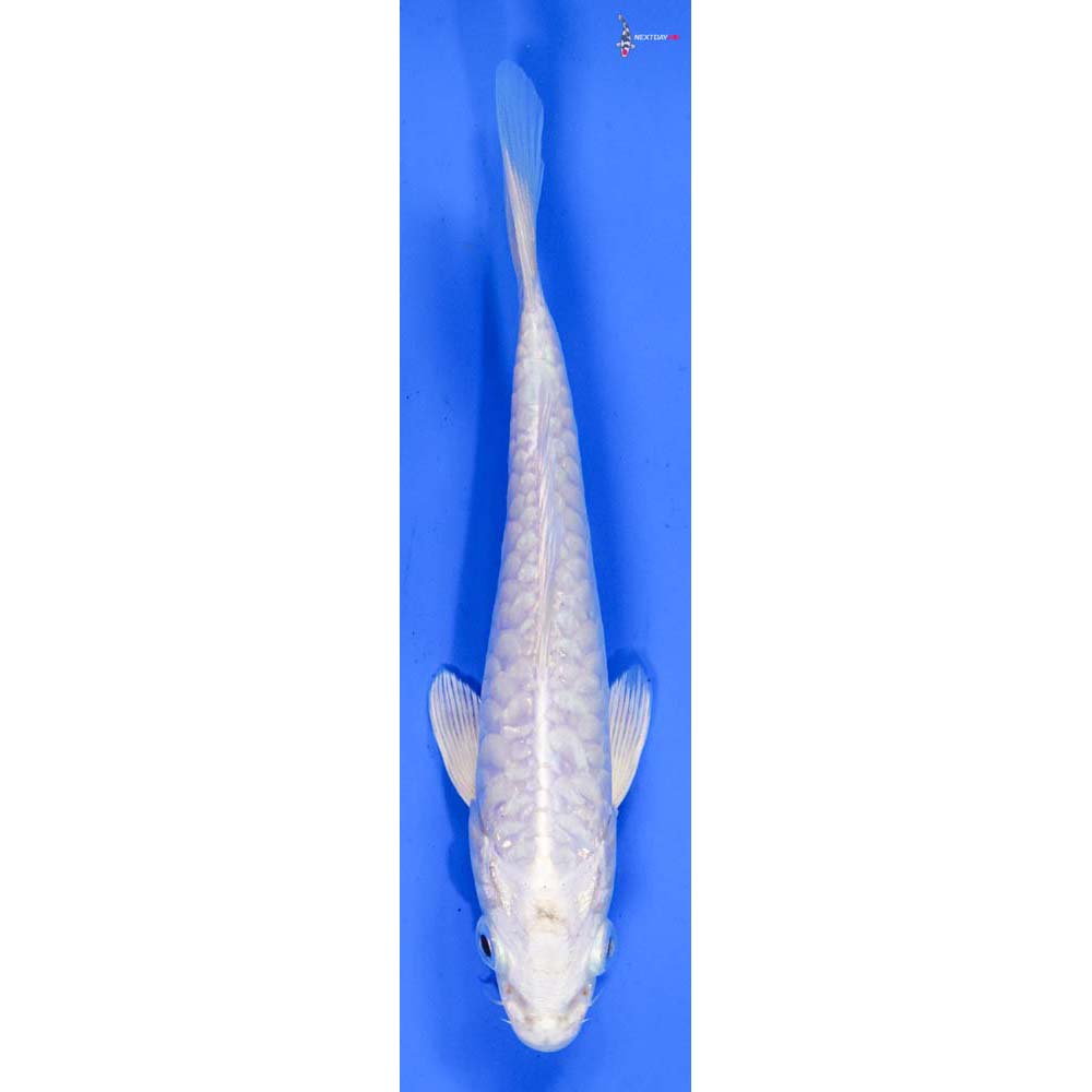 6” Imported Armor Scaled Platinum Ogon