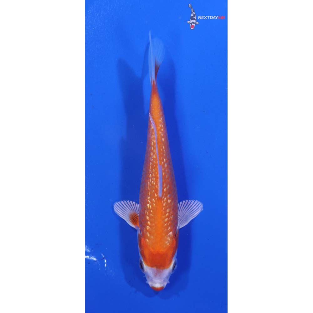 4” Imported Gin Rin Hariwake