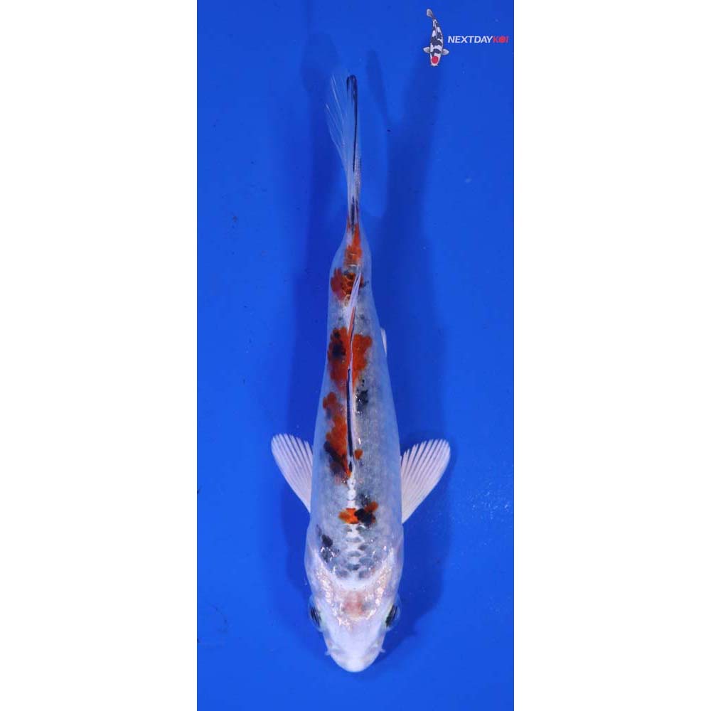 4” Imported Yamato Nishiki