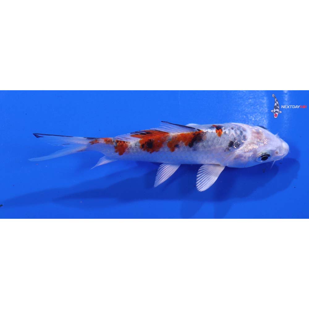 4” Imported Yamato Nishiki