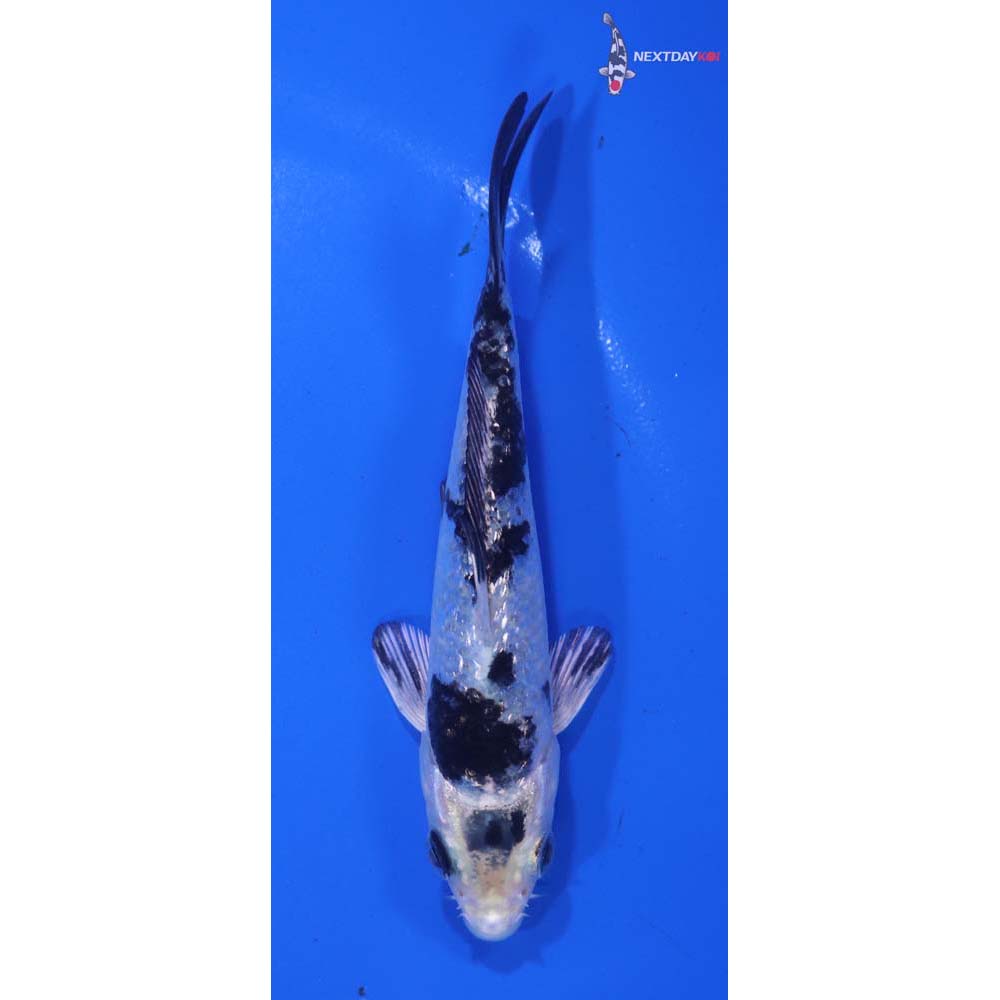 4.5” Imported Gin Shiro Bekko