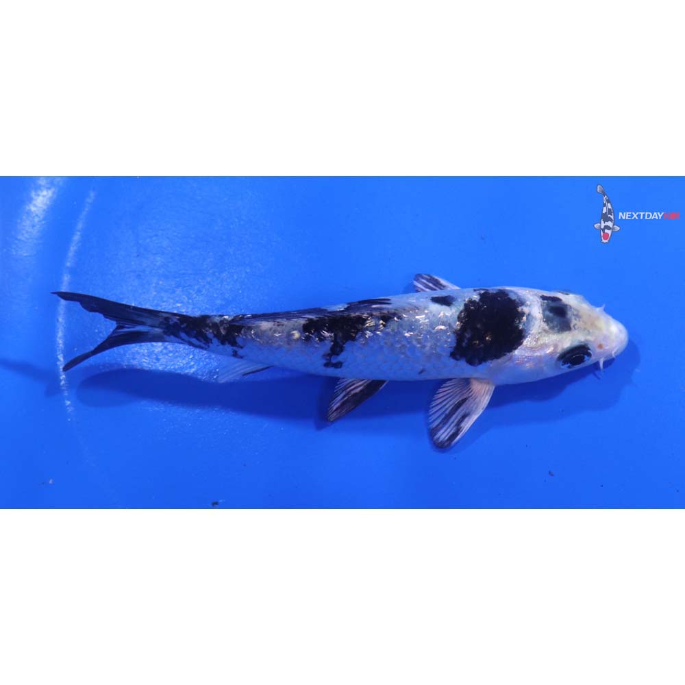 4.5” Imported Gin Shiro Bekko