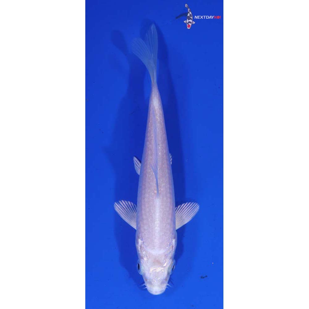 4.5” Imported Platinum Ogon