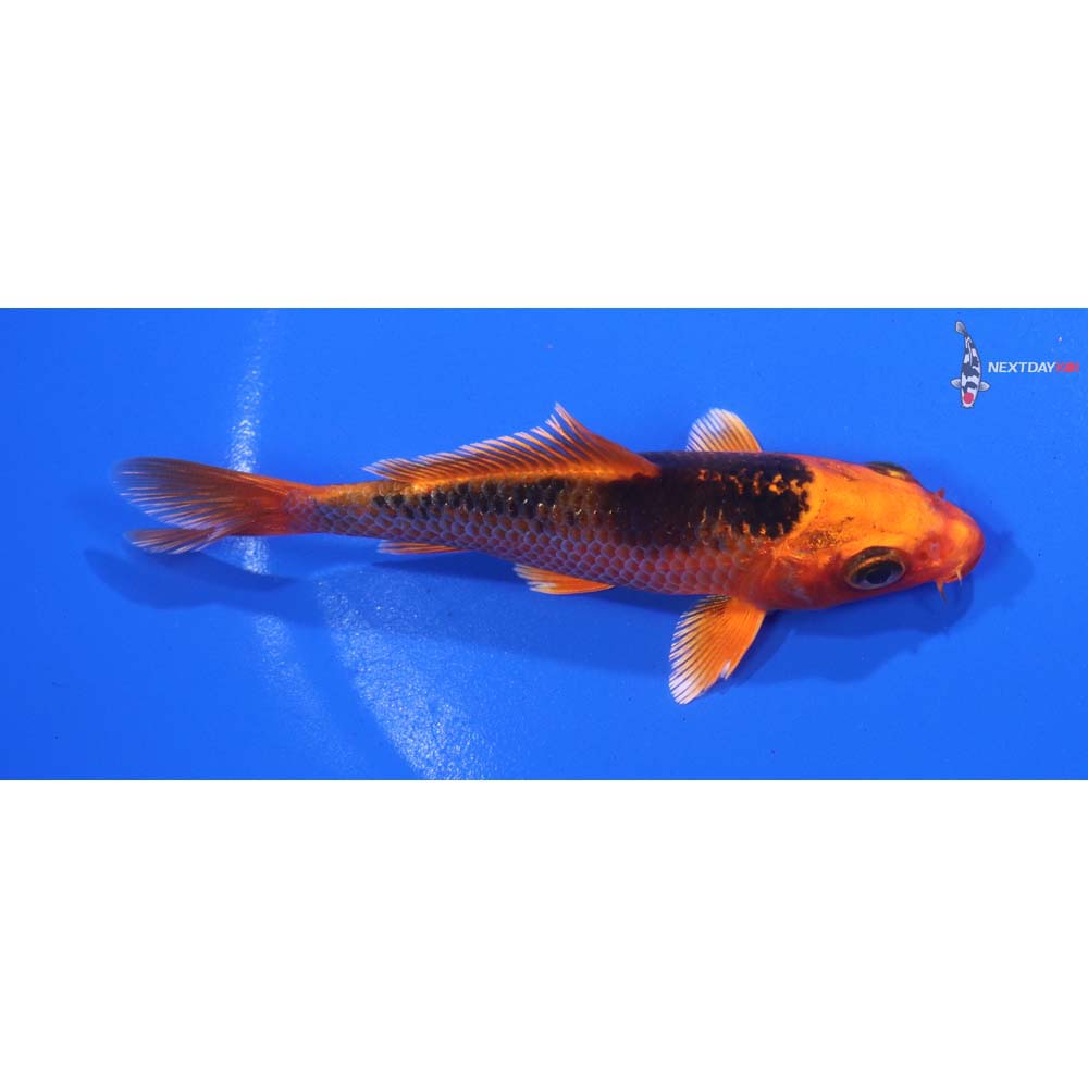 4.5” Imported Orenji Matsuba