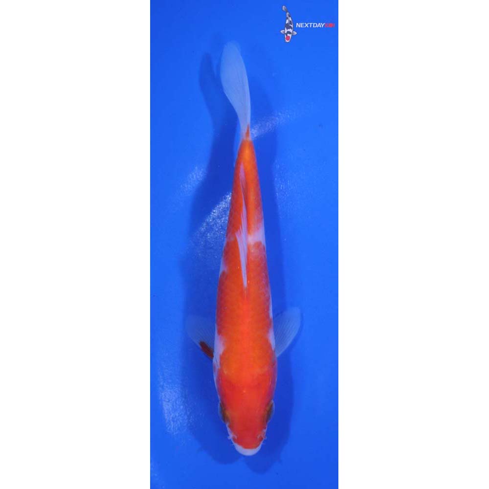 5” Imported Kohaku