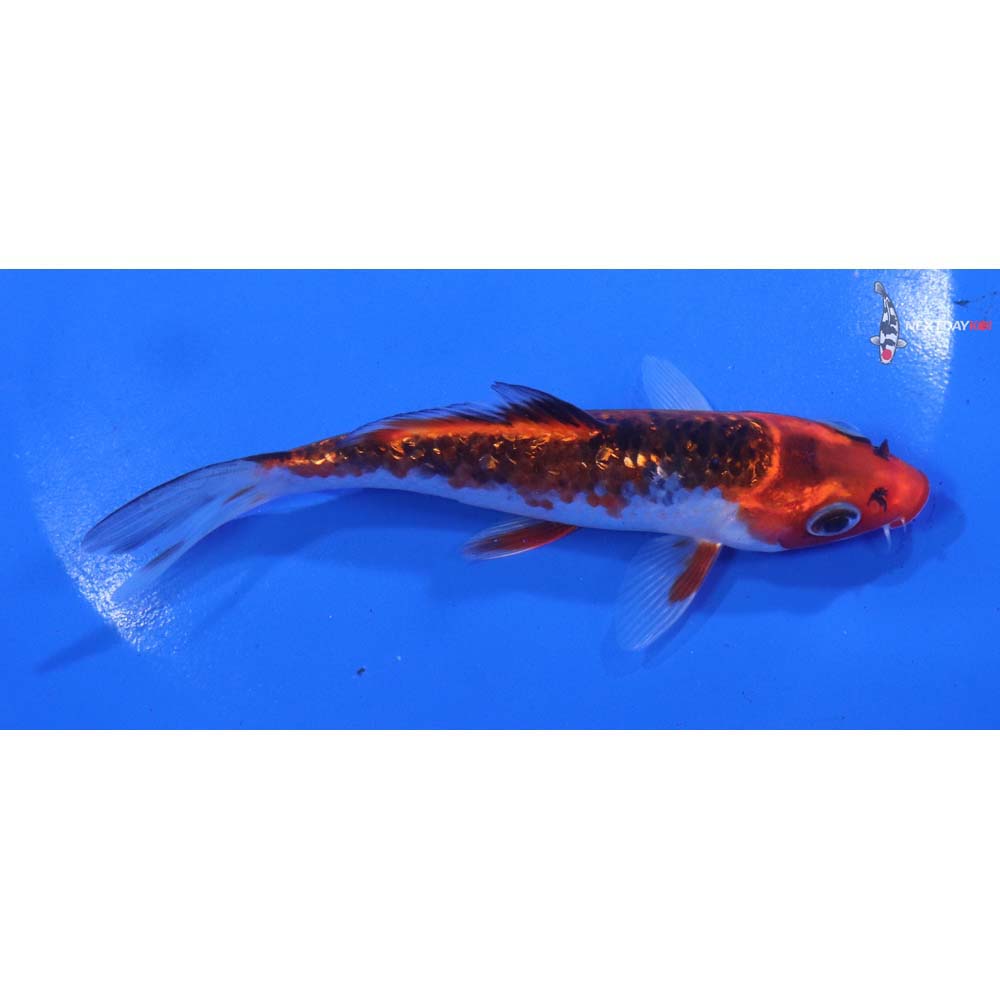 5” Imported Gin Rin Goromo