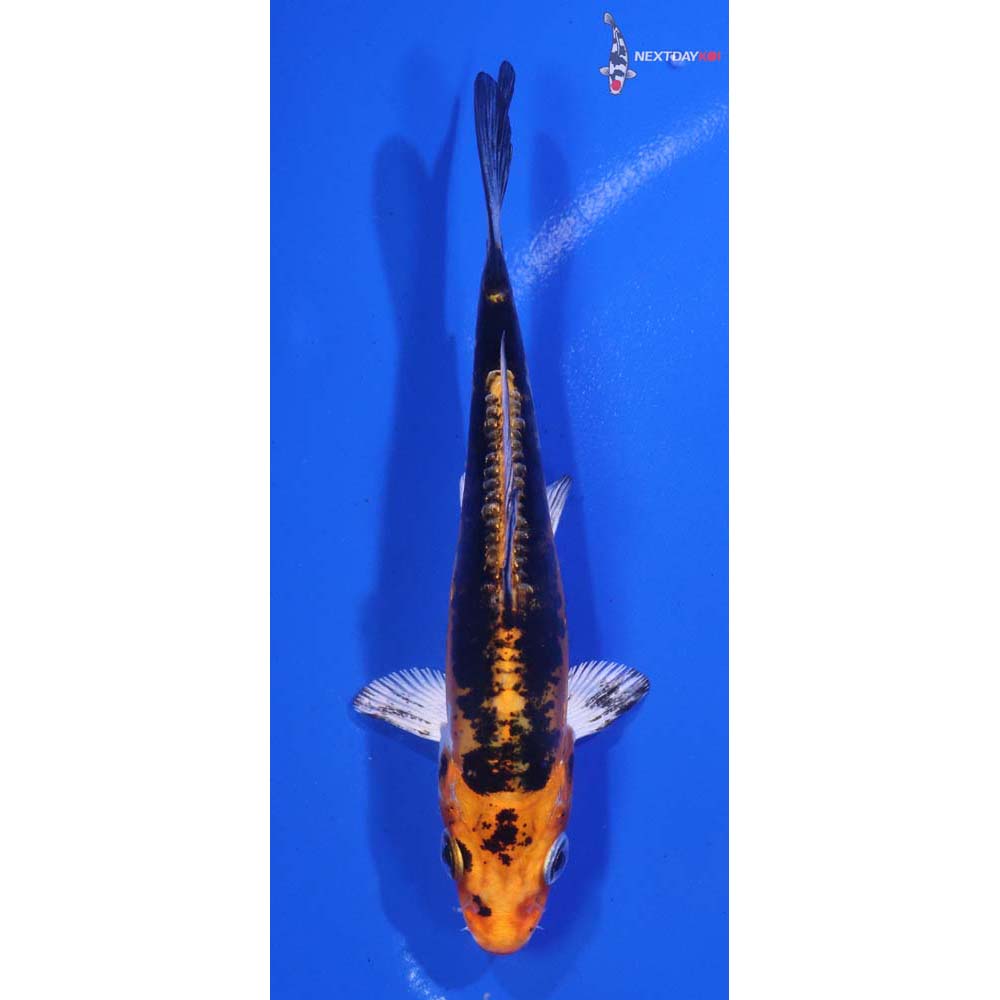 4” Imported Heisei Nishiki