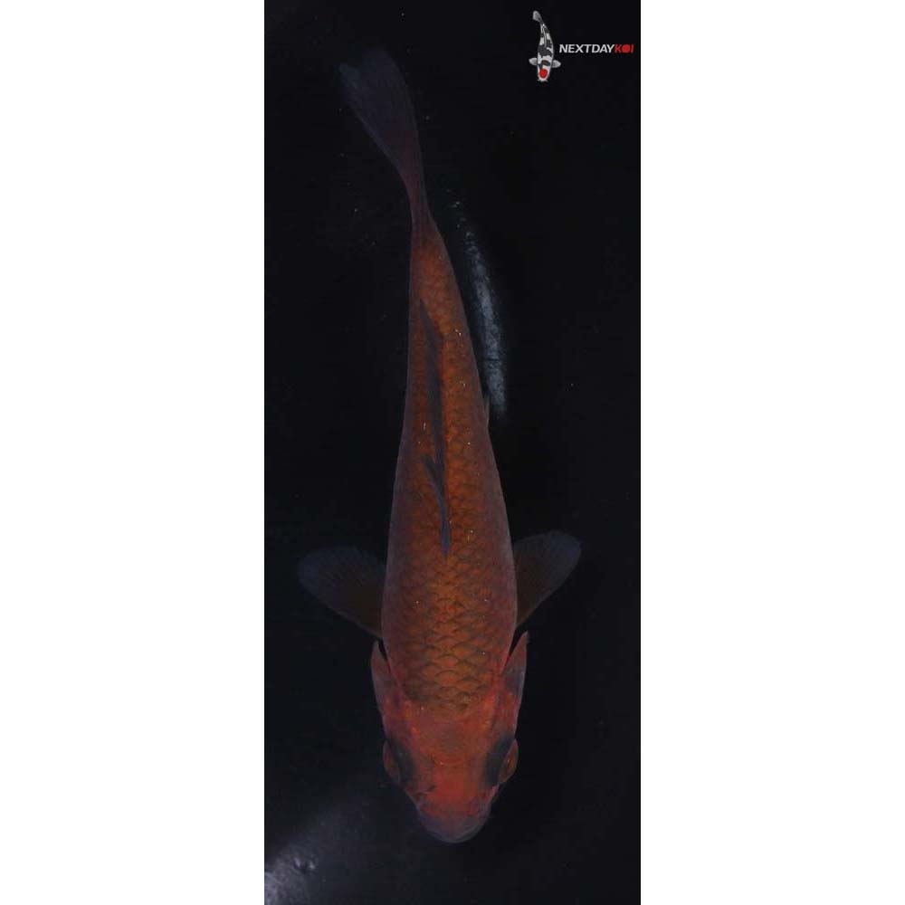 4” Imported Chagoi