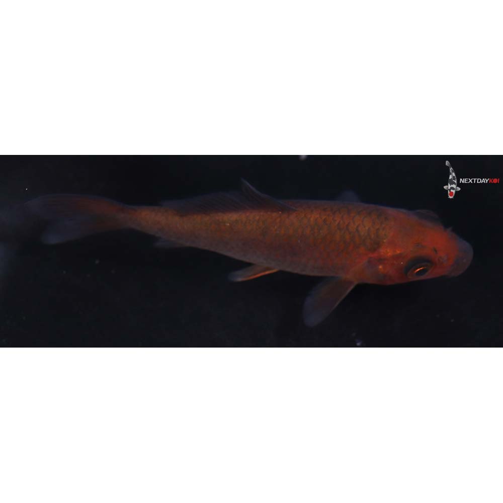 4” Imported Chagoi