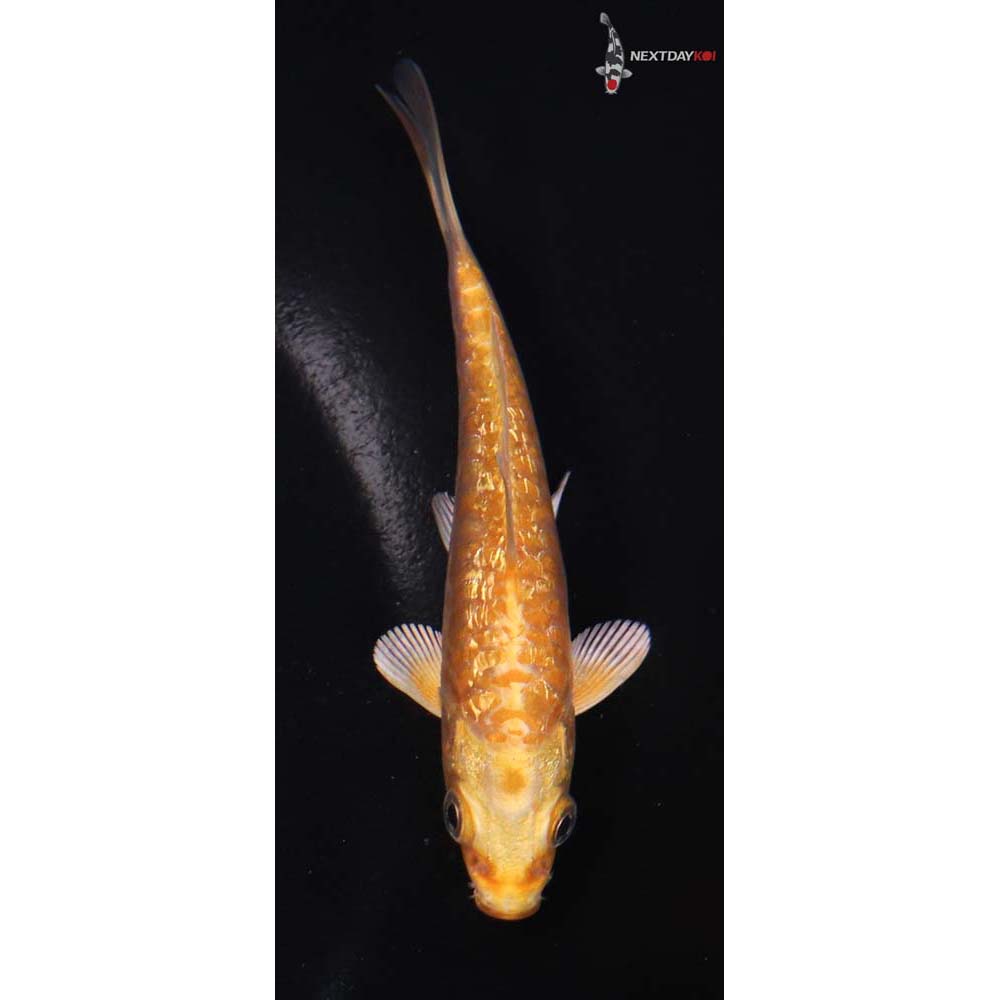 4.5” Imported Gin Rin Armor Scaled Yamabuki Ogon