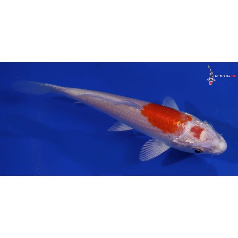 4” Imported Hariwake