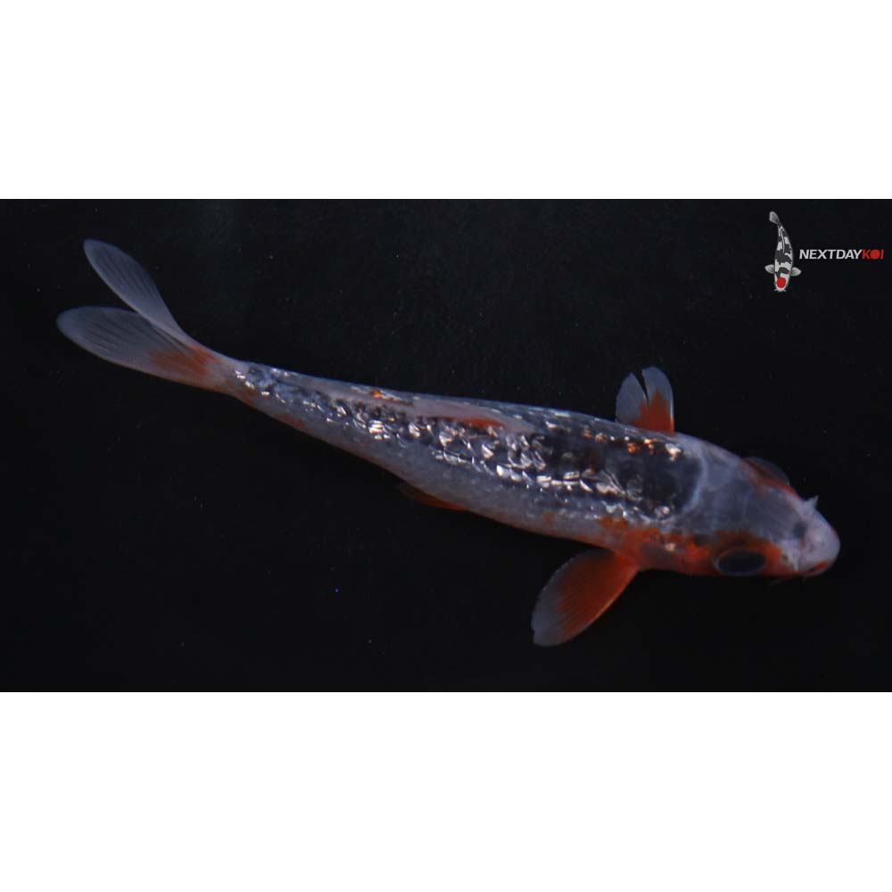 4.5” Imported Gin Rin Asagi