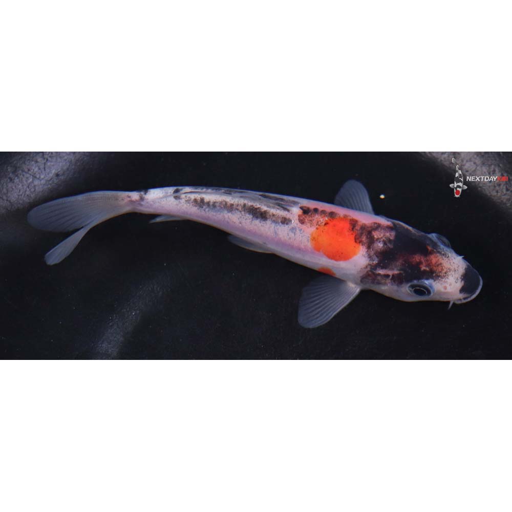 4.5” Imported Doitsu Goshiki