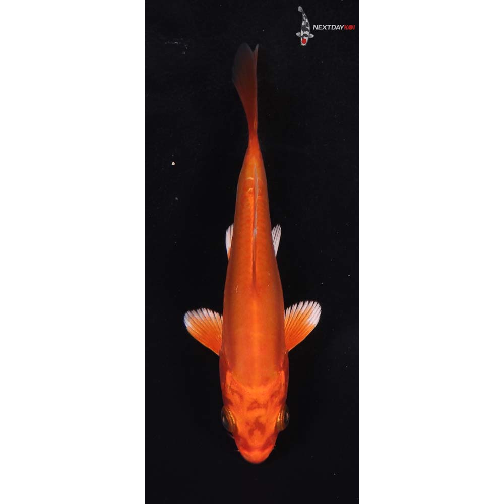 4.5” Imported Doitsu Orenji Ogon