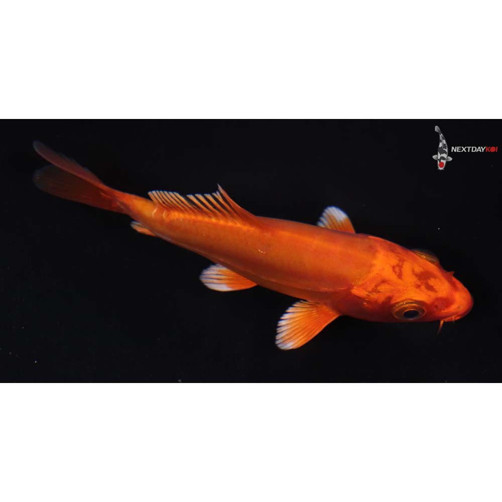 4.5” Imported Doitsu Orenji Ogon