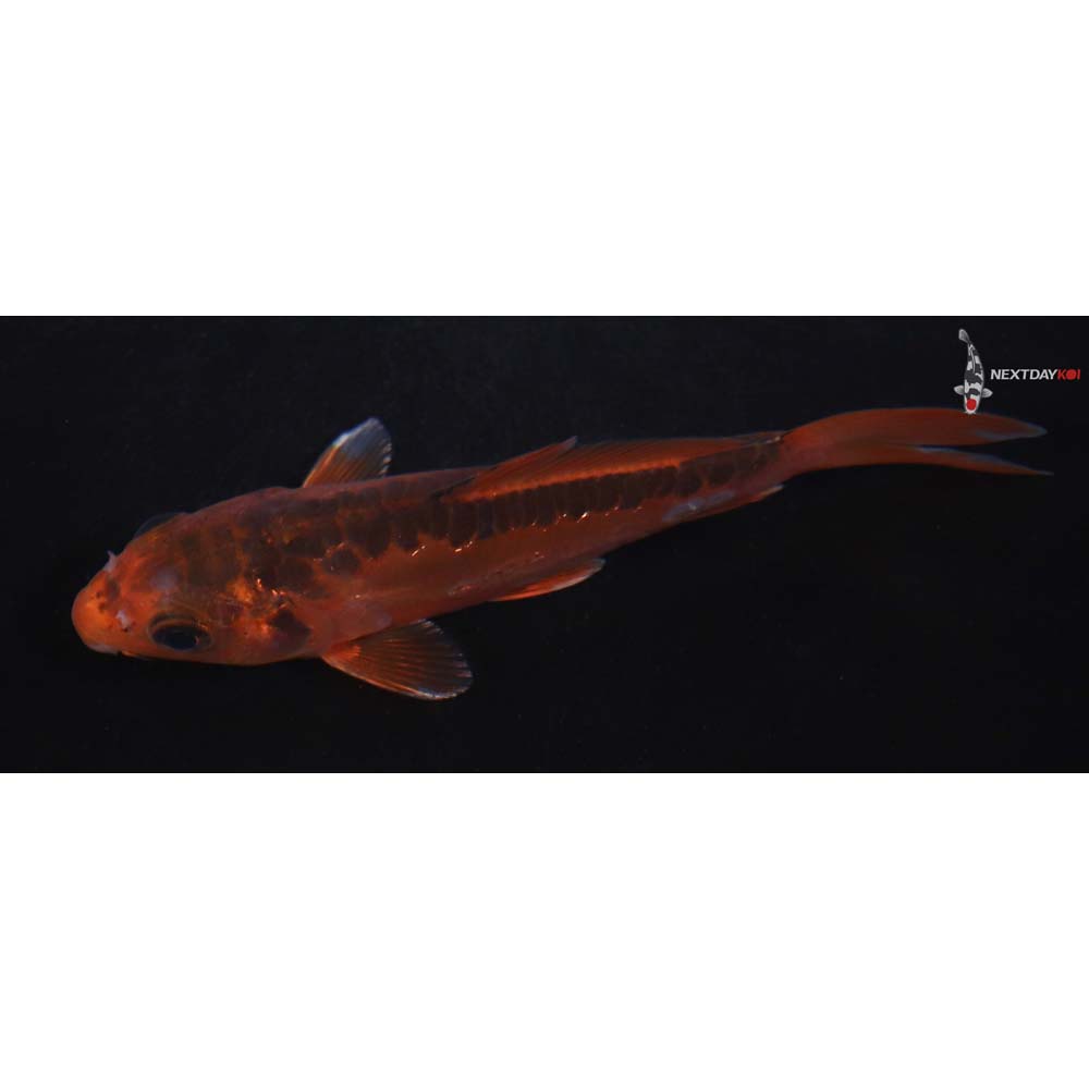 4.5” Imported Hana Shusui