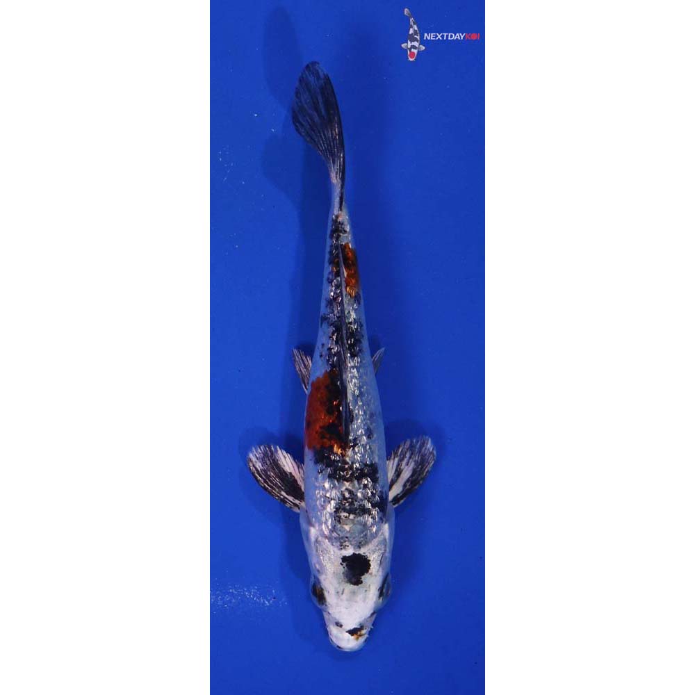 4.5” Imported Gin Rin Yamato Nishiki