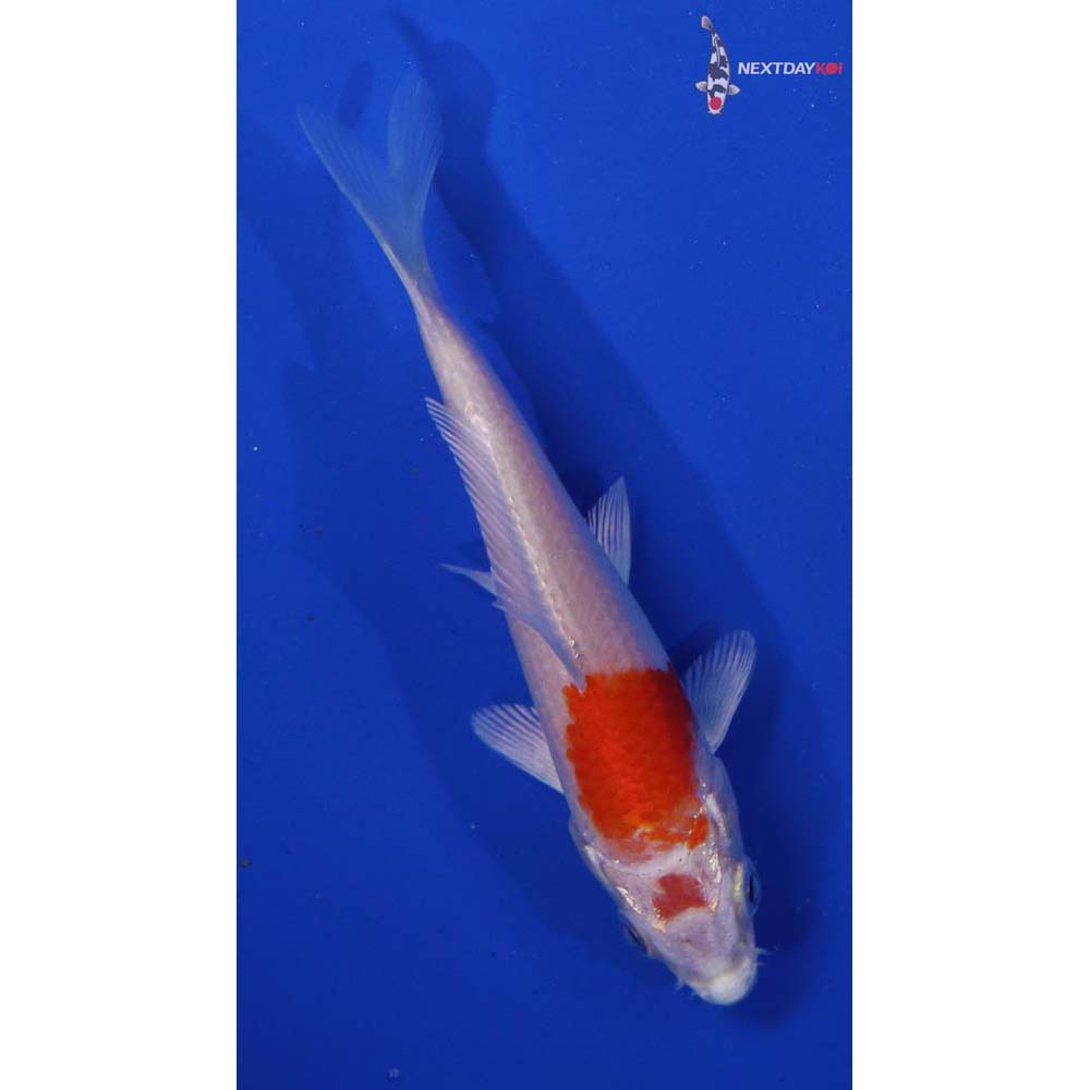 4” Imported Hariwake