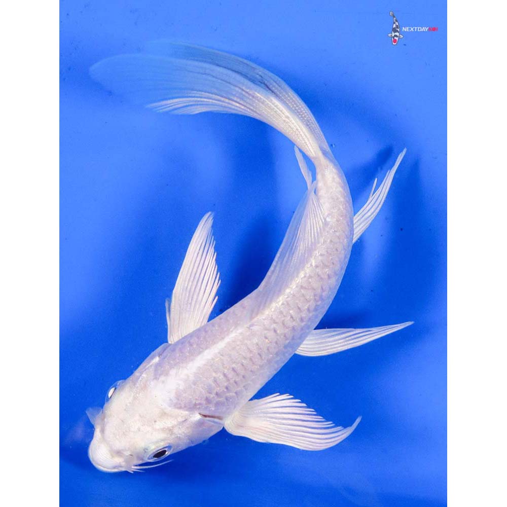 5” Imported Platinum Ogon Butterfly Koi