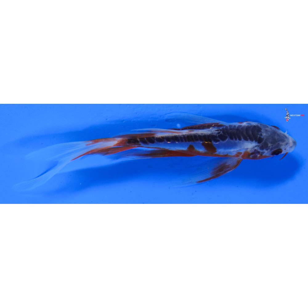 5” Imported Shusui Butterfly Koi