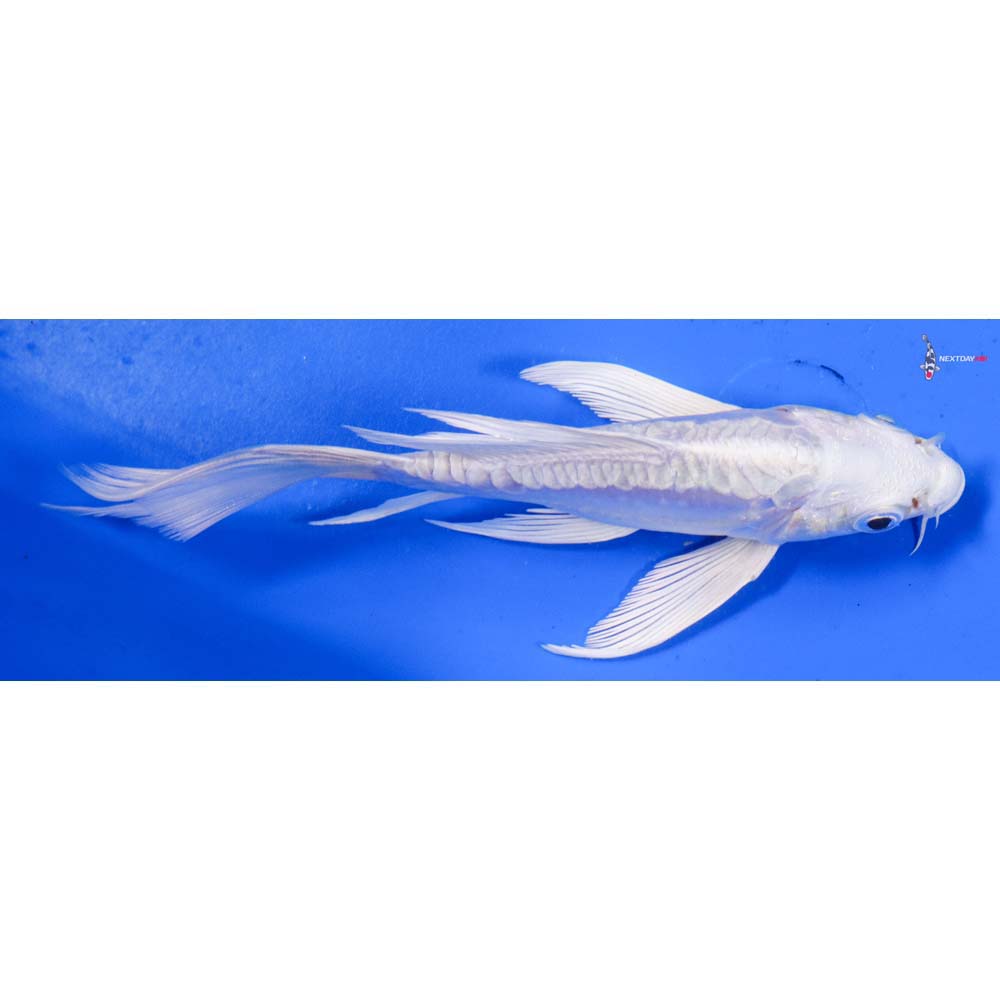 5” Imported Doitsu Platinum Ogon Butterfly Koi