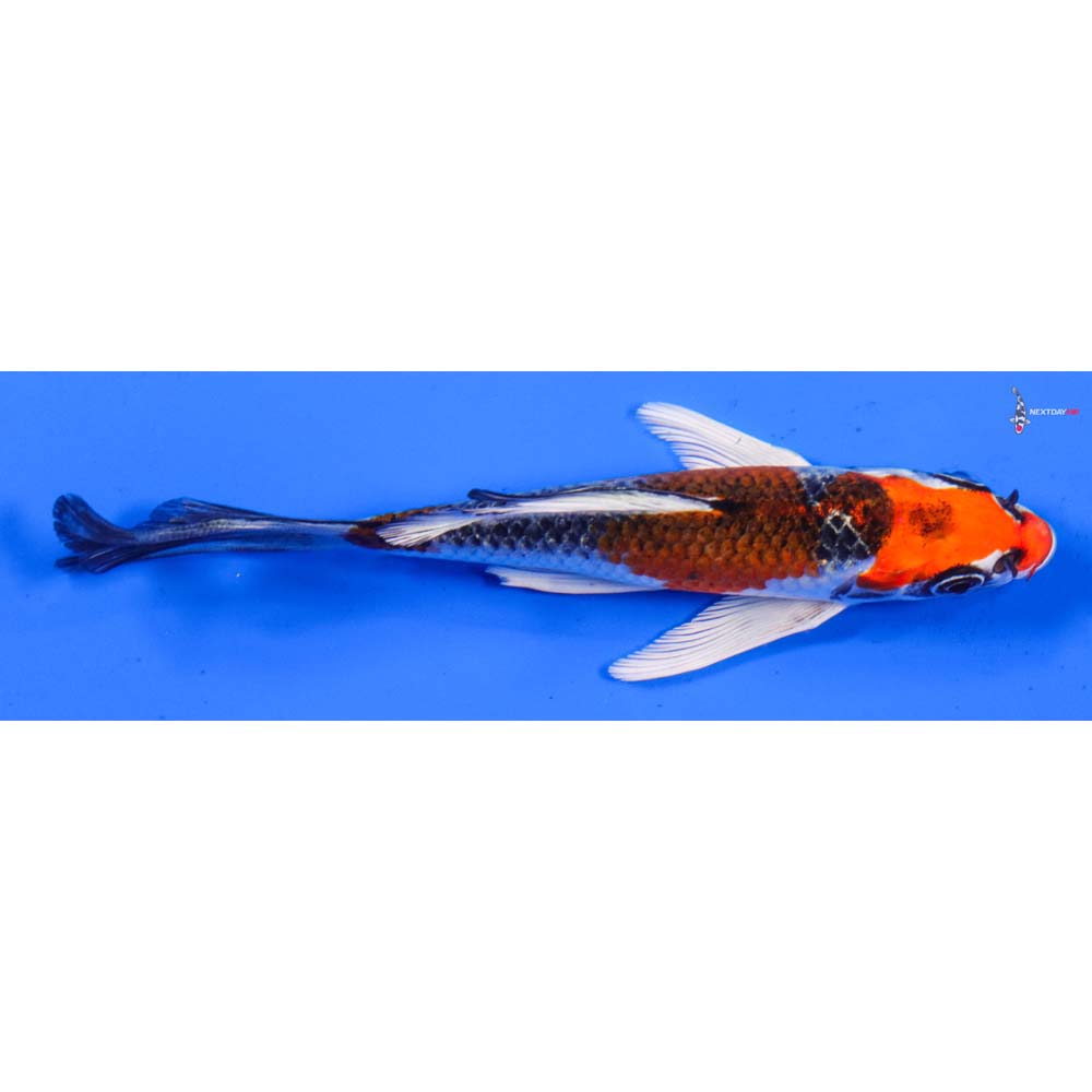 5.5” Imported Kujaku Butterfly Koi