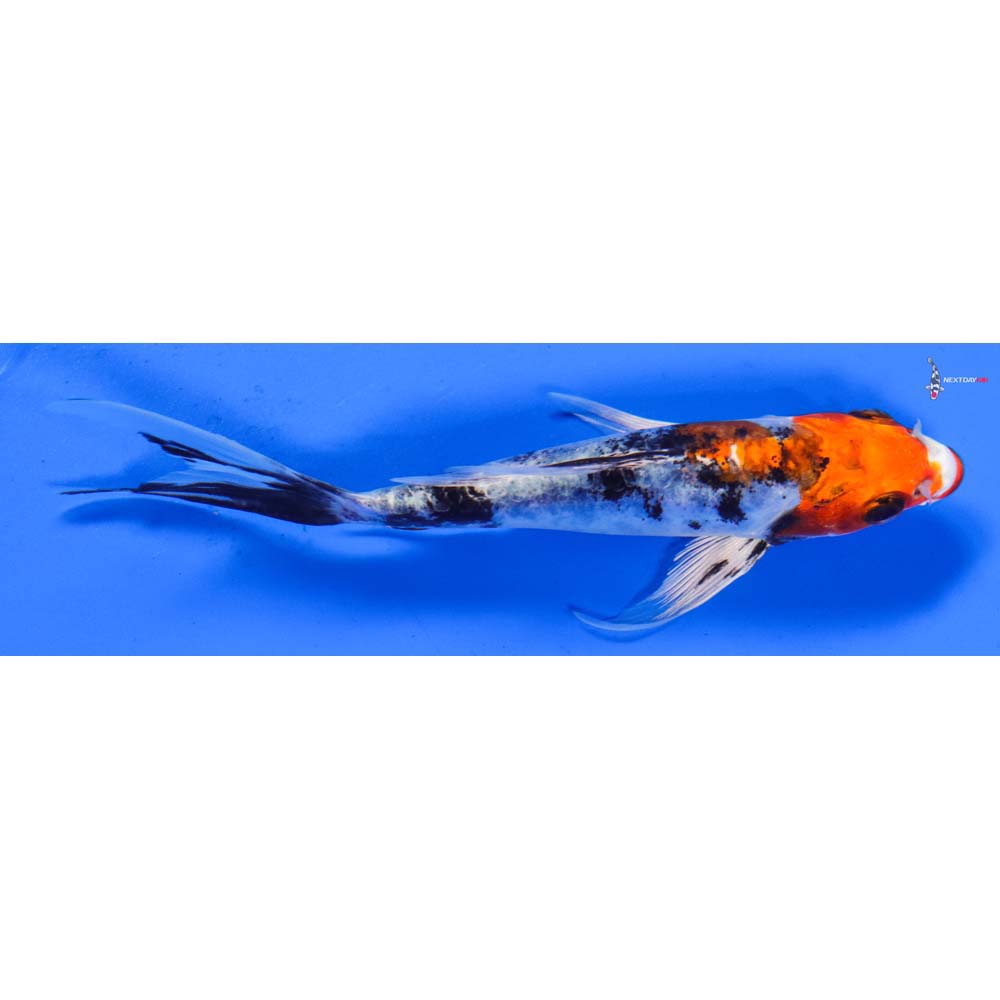 5.5” Imported Heisei Nishiki Butterfly Koi