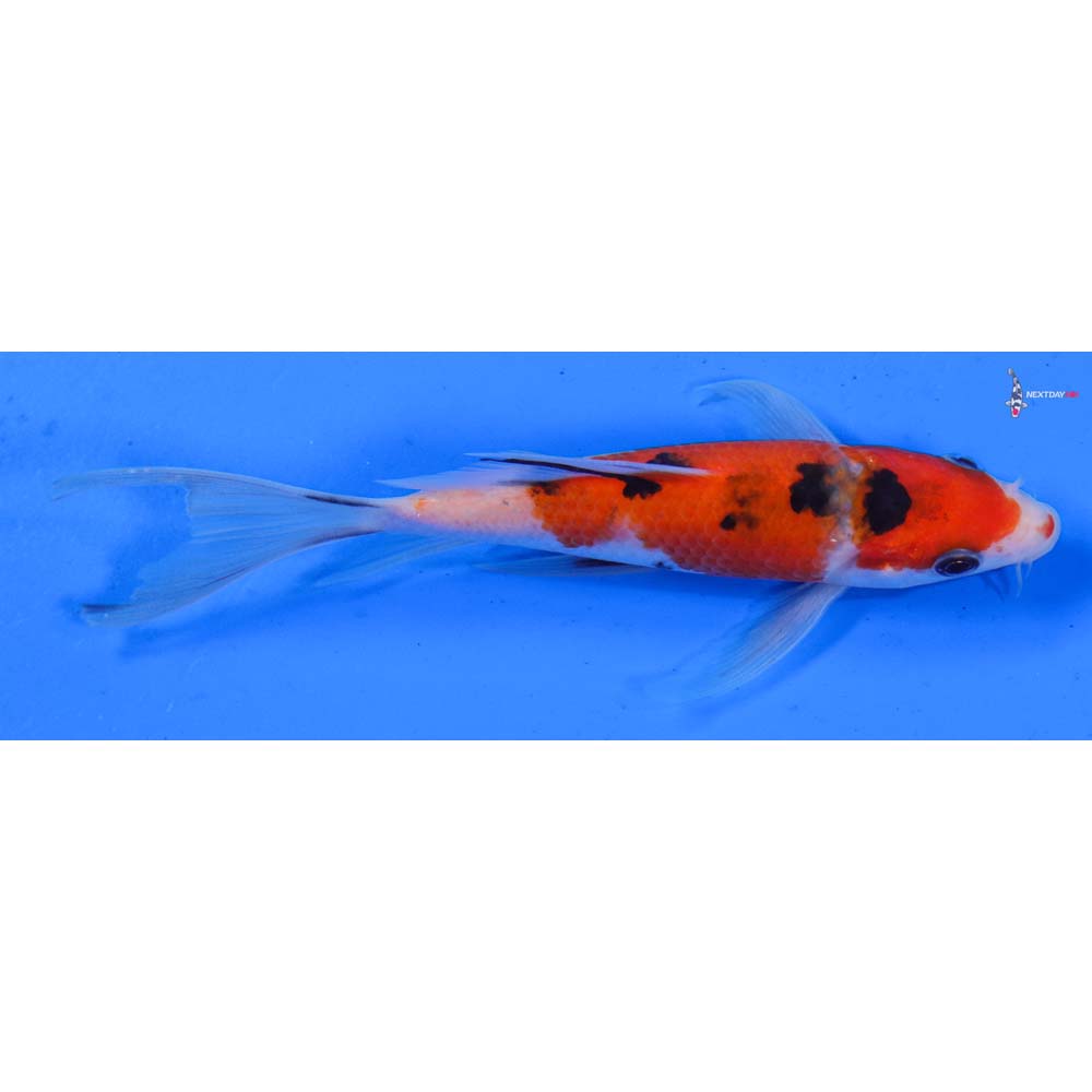 5” Imported Sanke Butterfly Koi