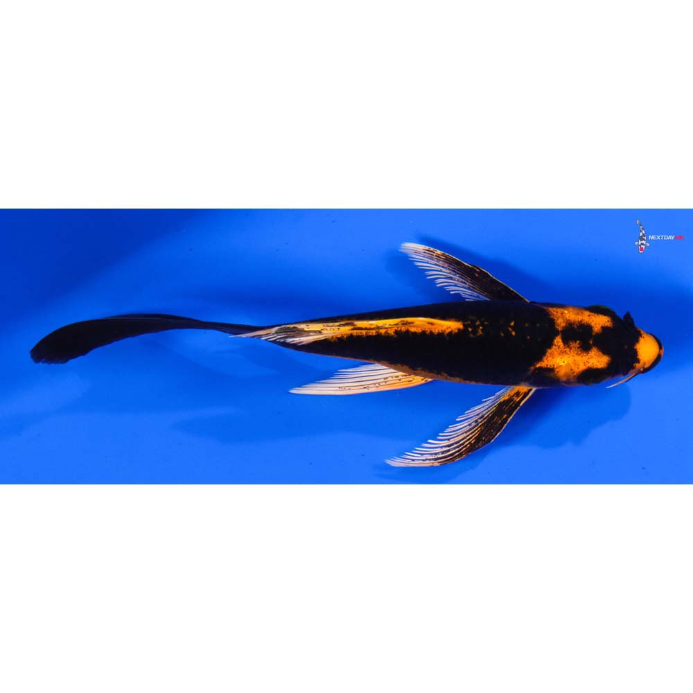 5.5” Imported Kin Kikokuryu Butterfly Koi