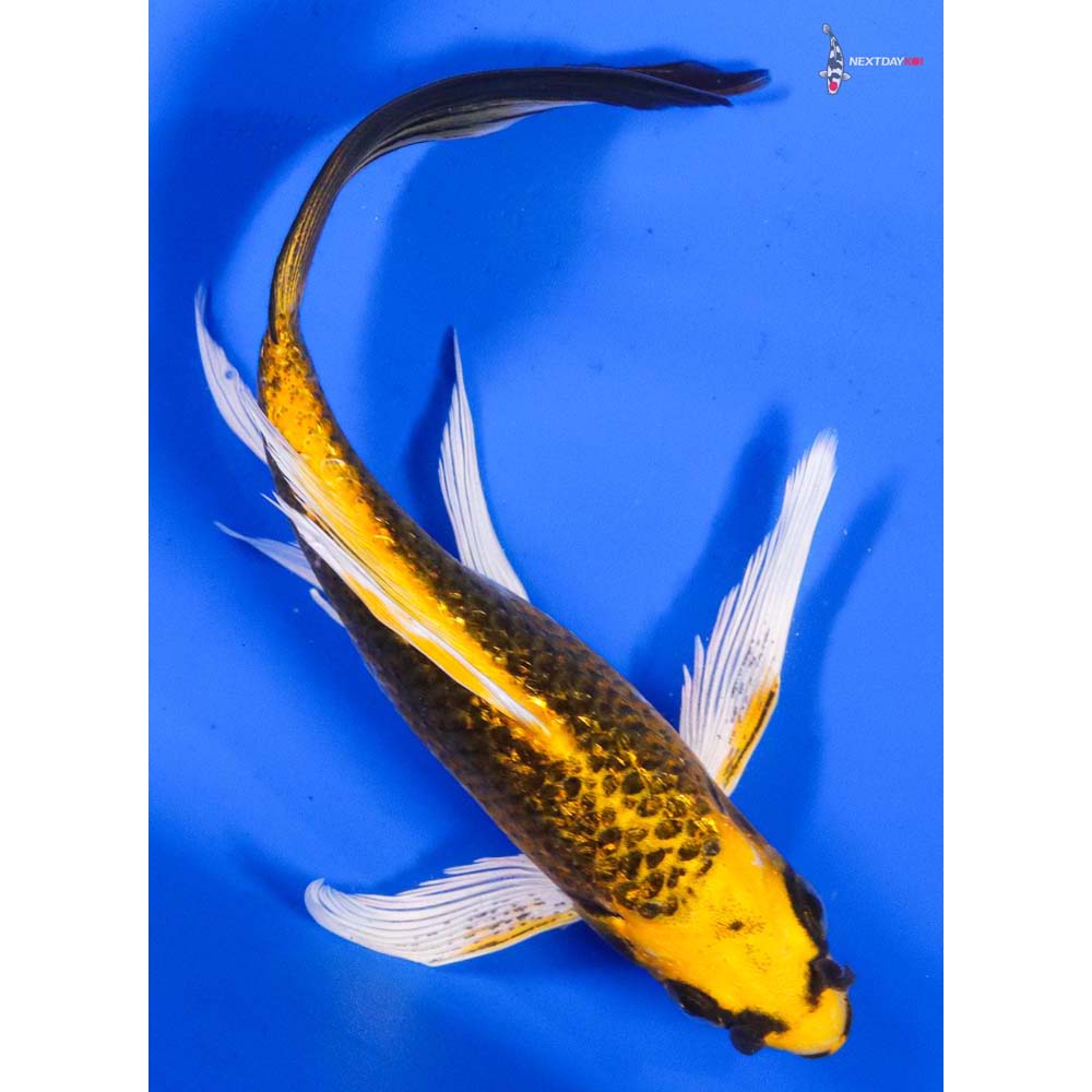 6” Imported Ki Matsuba Butterfly Koi