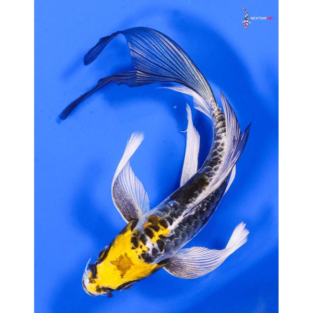 6” Imported Doitsu Kujaku Butterfly Koi