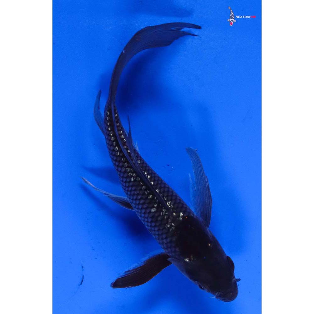 5” Imported Gin Rin Ochiba Shigure Butterfly Koi