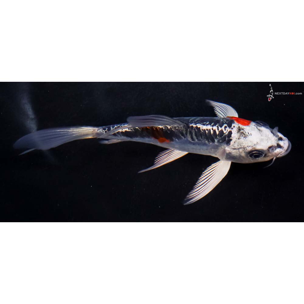 5” Imported Doitsu Blue Kujaku Butterfly Koi