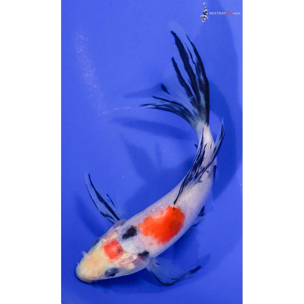 5.5” Imported Sanke Butterfly Koi