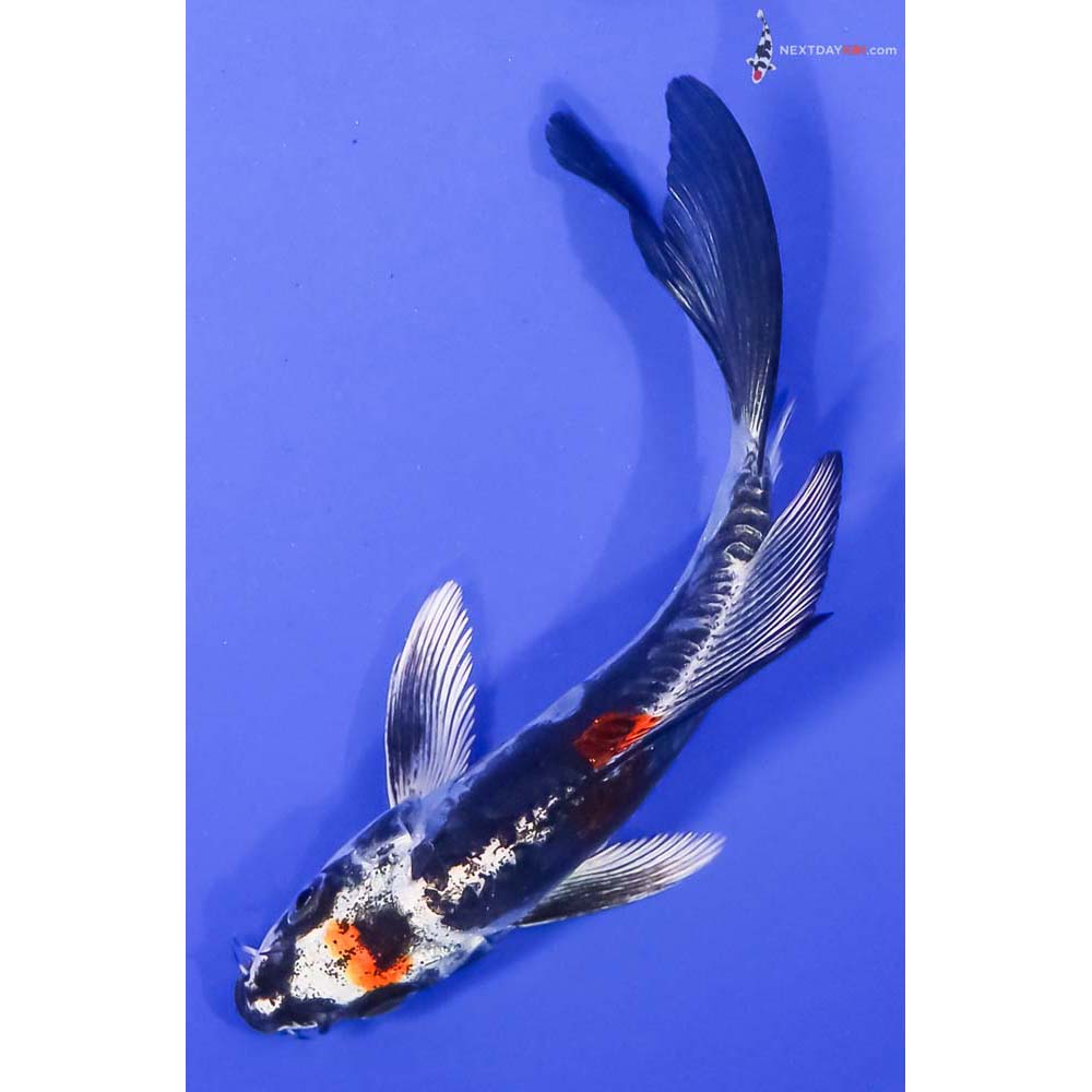 5.5” Imported Kin Kikokuryu Butterfly Koi