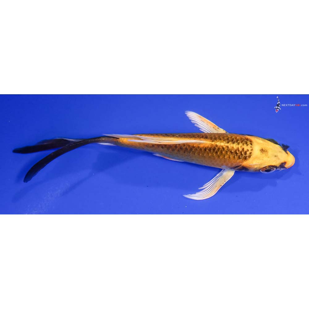 5.5” Imported Ki Matsuba Butterfly Koi