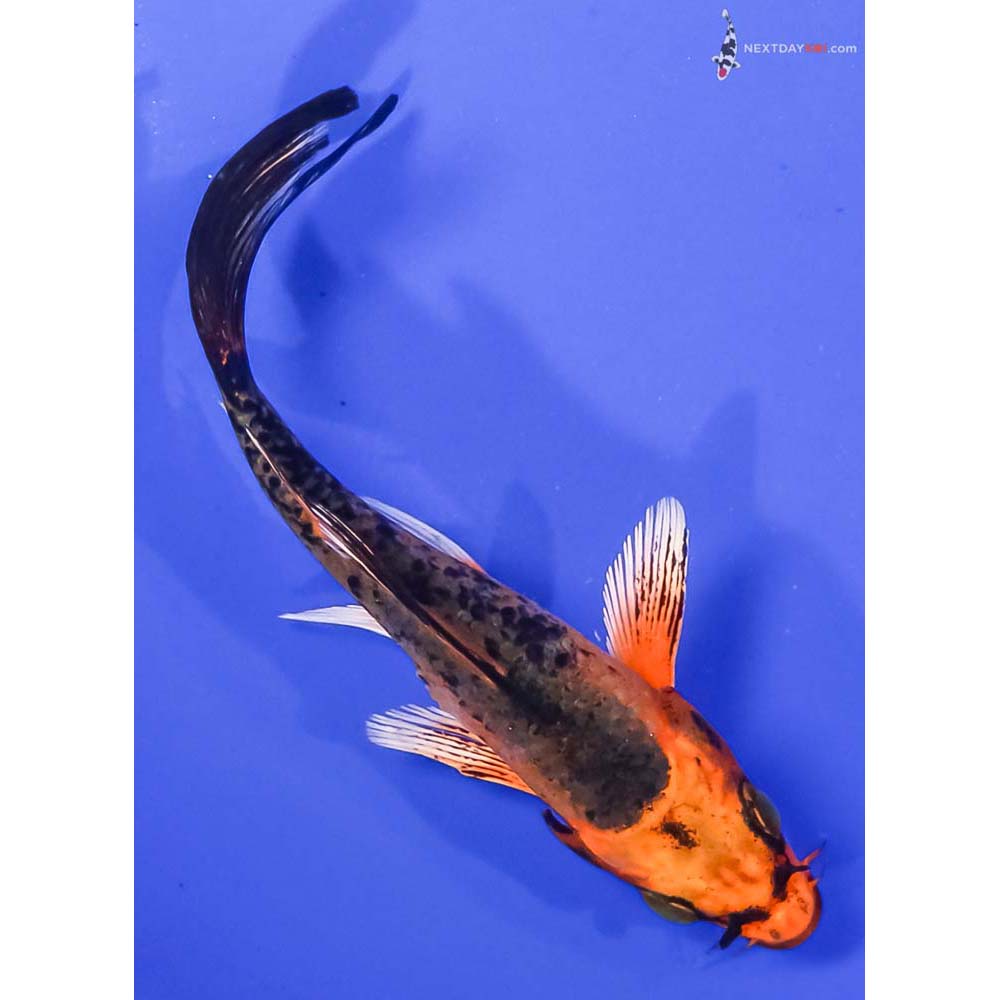 4.5” Imported Orenji Matsuba Butterfly Koi
