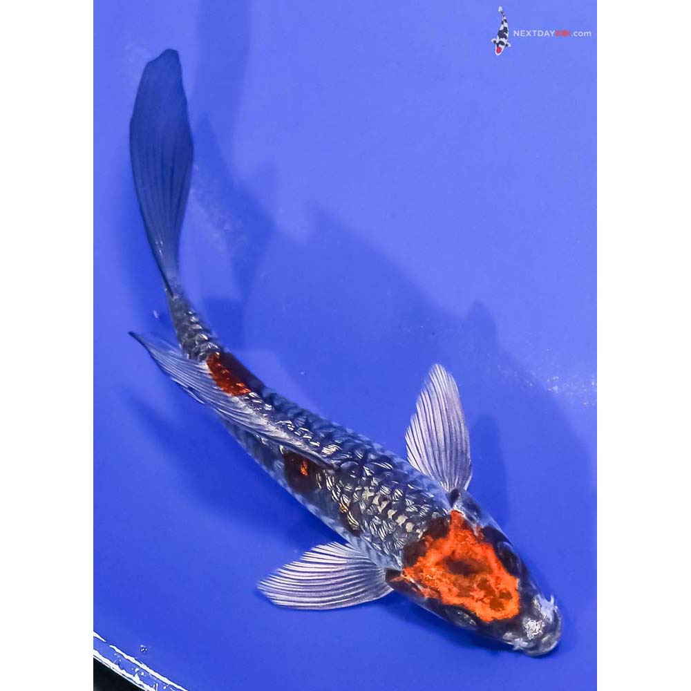 5.5” Imported Gin Rin Armor Scaled Kujaku Butterfly Koi